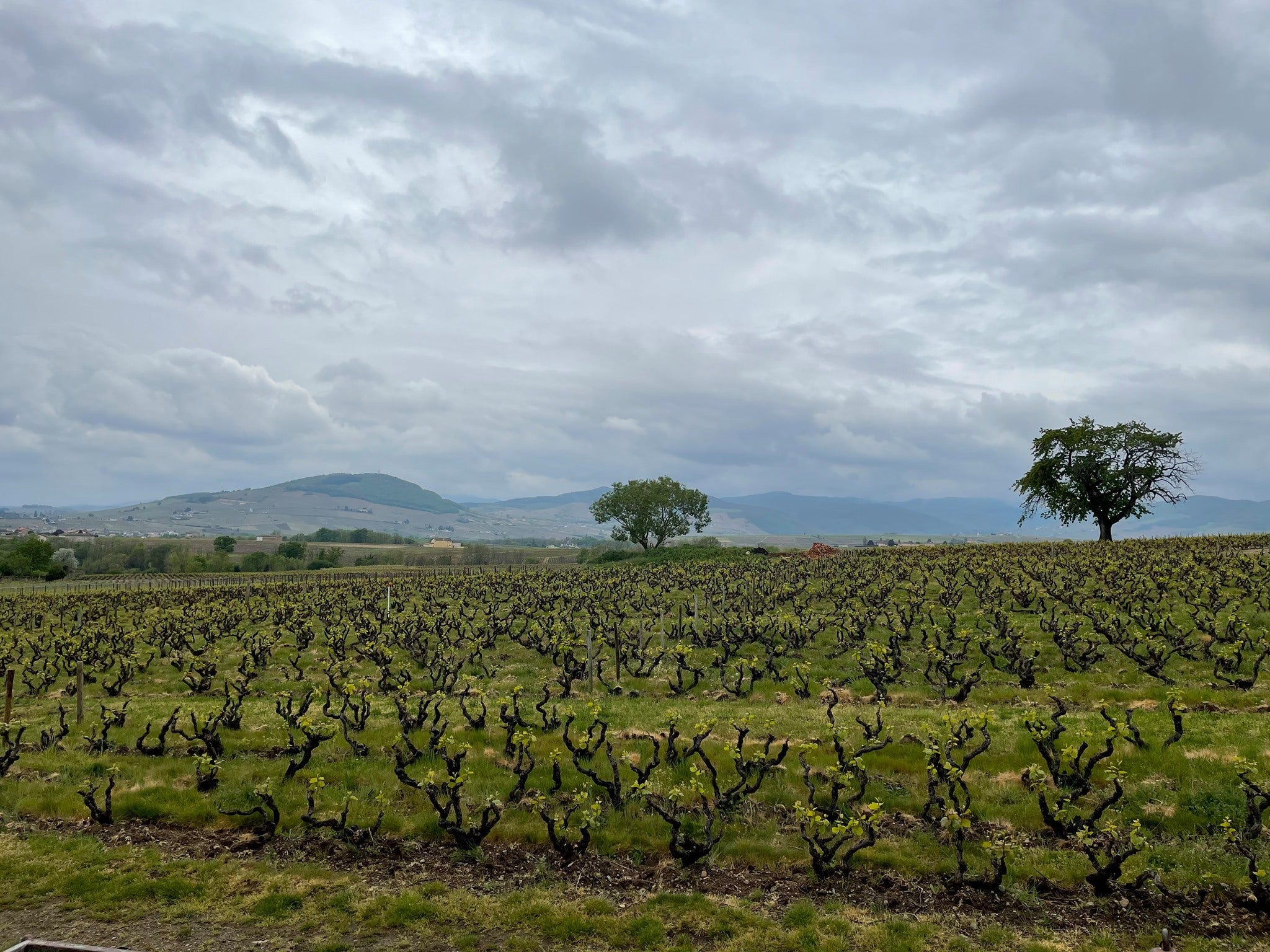 Domaine Laurent Gauthier