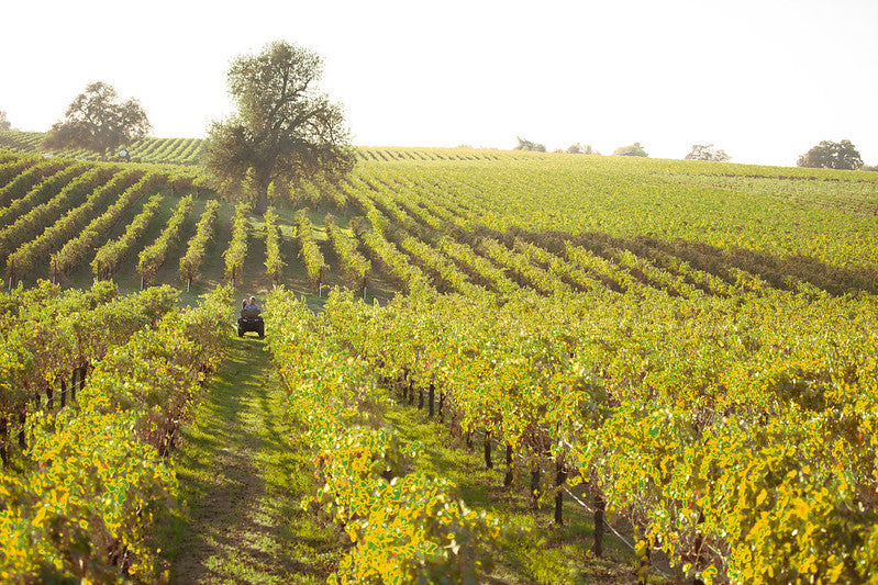 Bokisch Vineyards