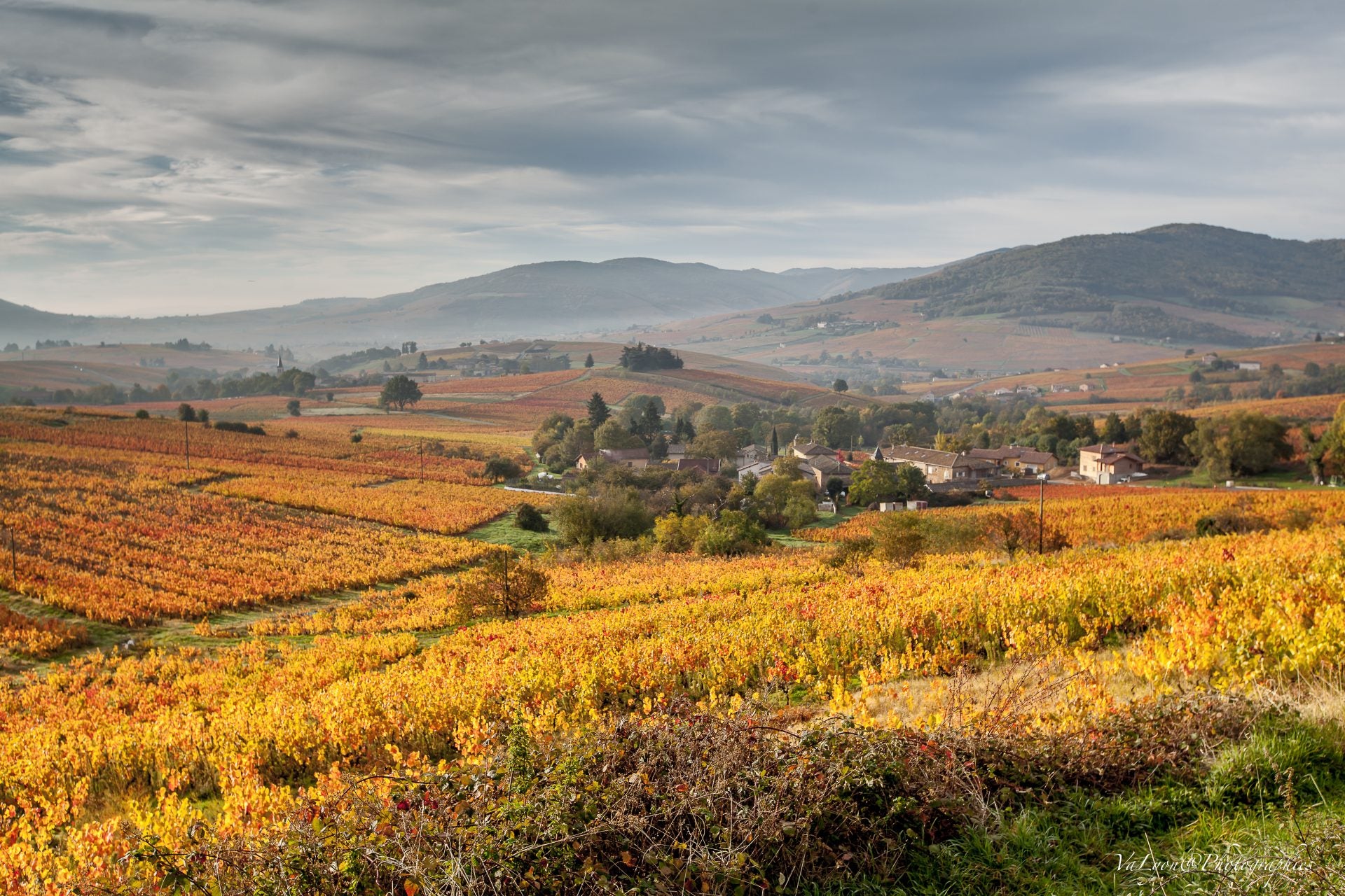 Beaujolais