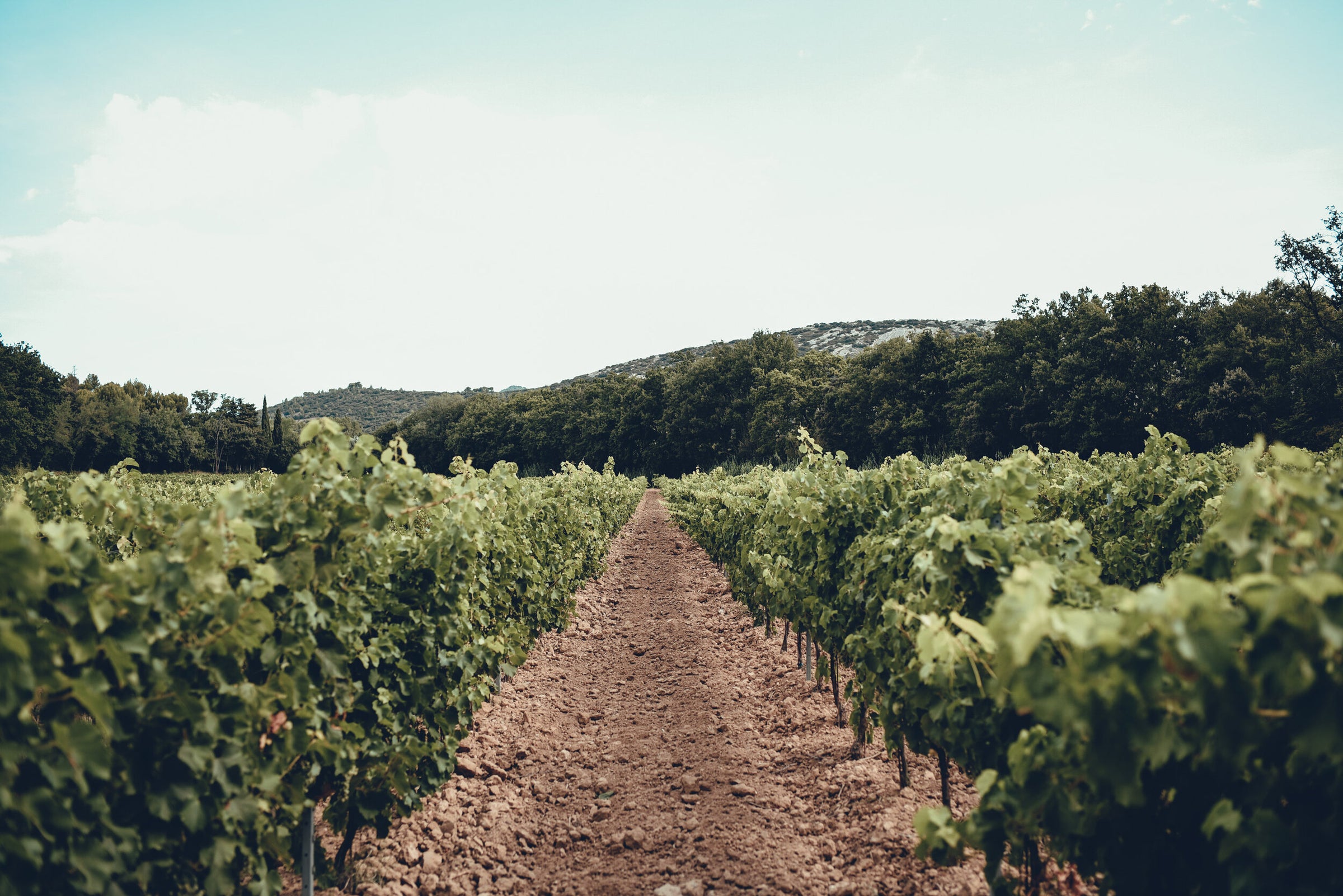 Domaine La Fourmone