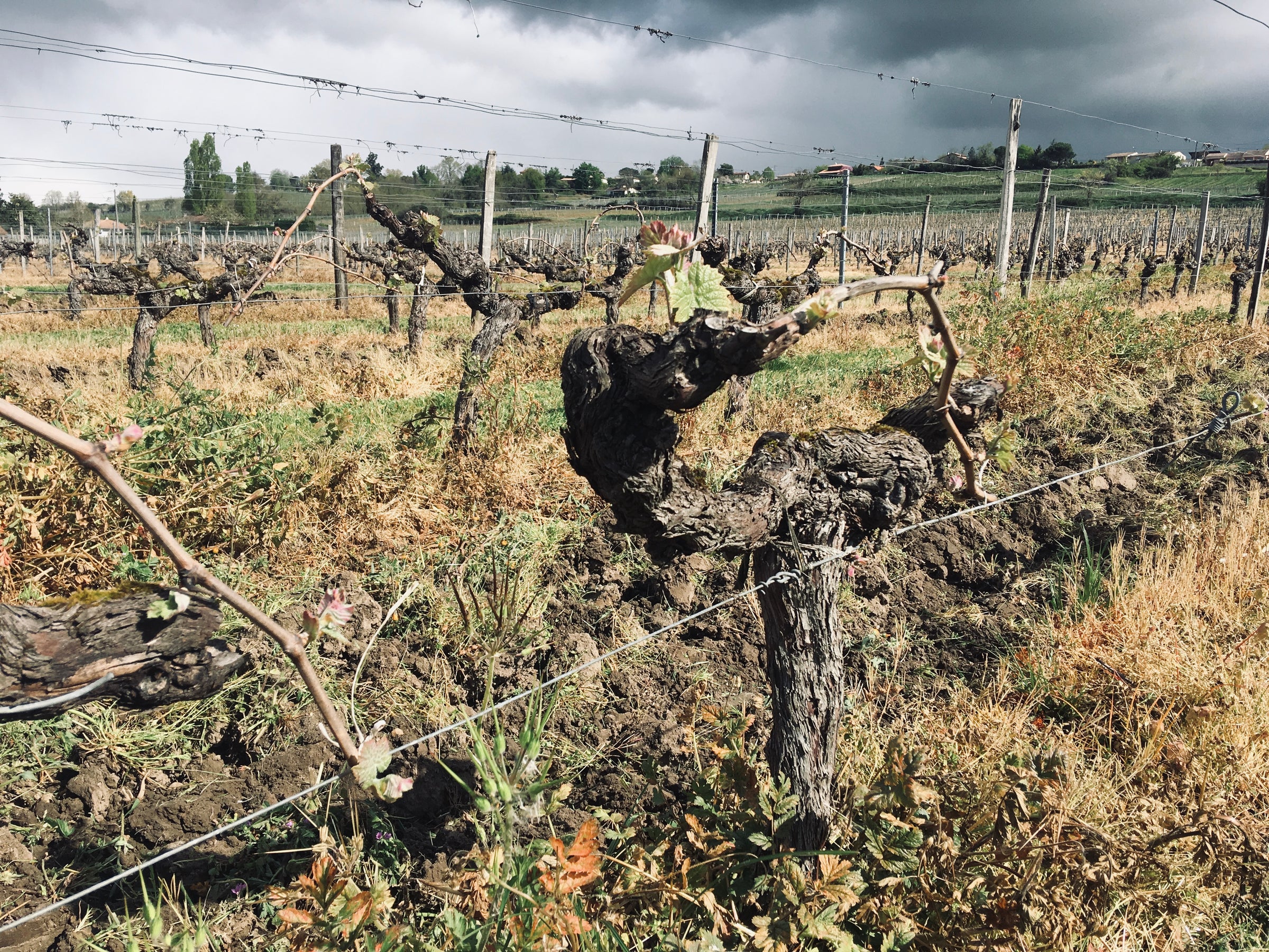 Vignobles Michel Baudet