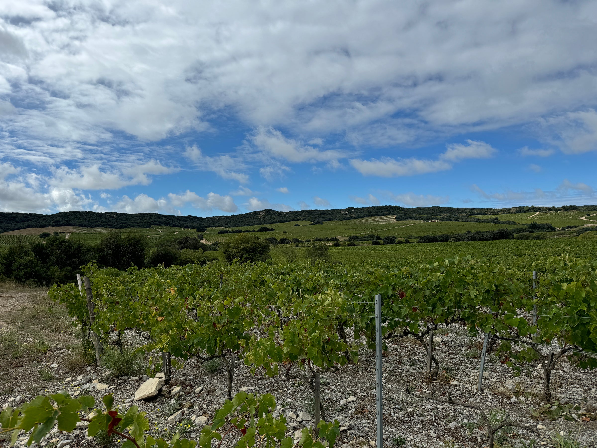 Jerome Paquette and Muscat