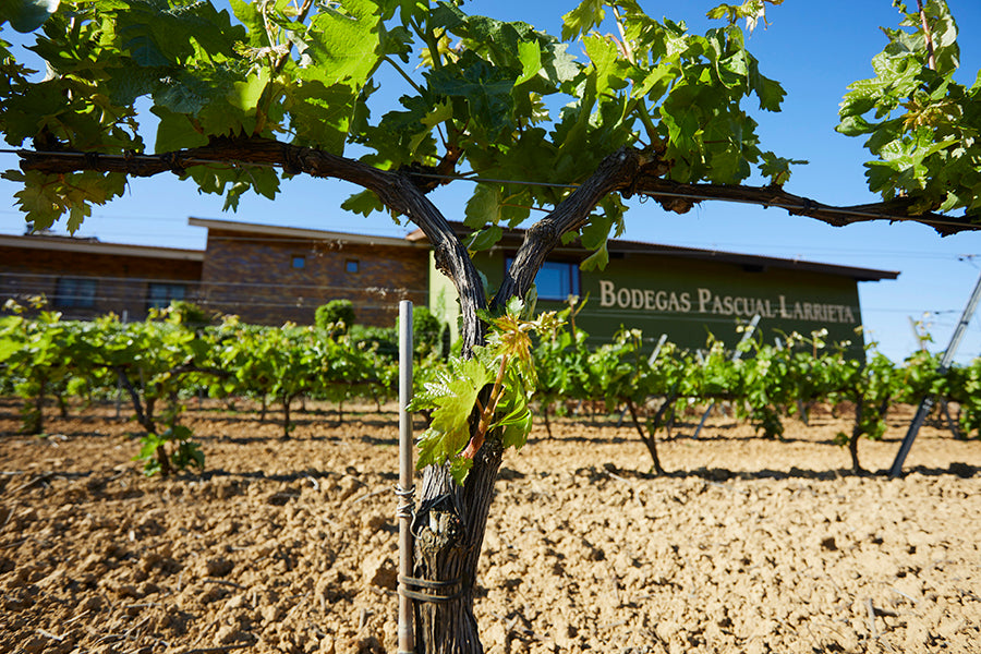 Bodegas Pascual Larrieta