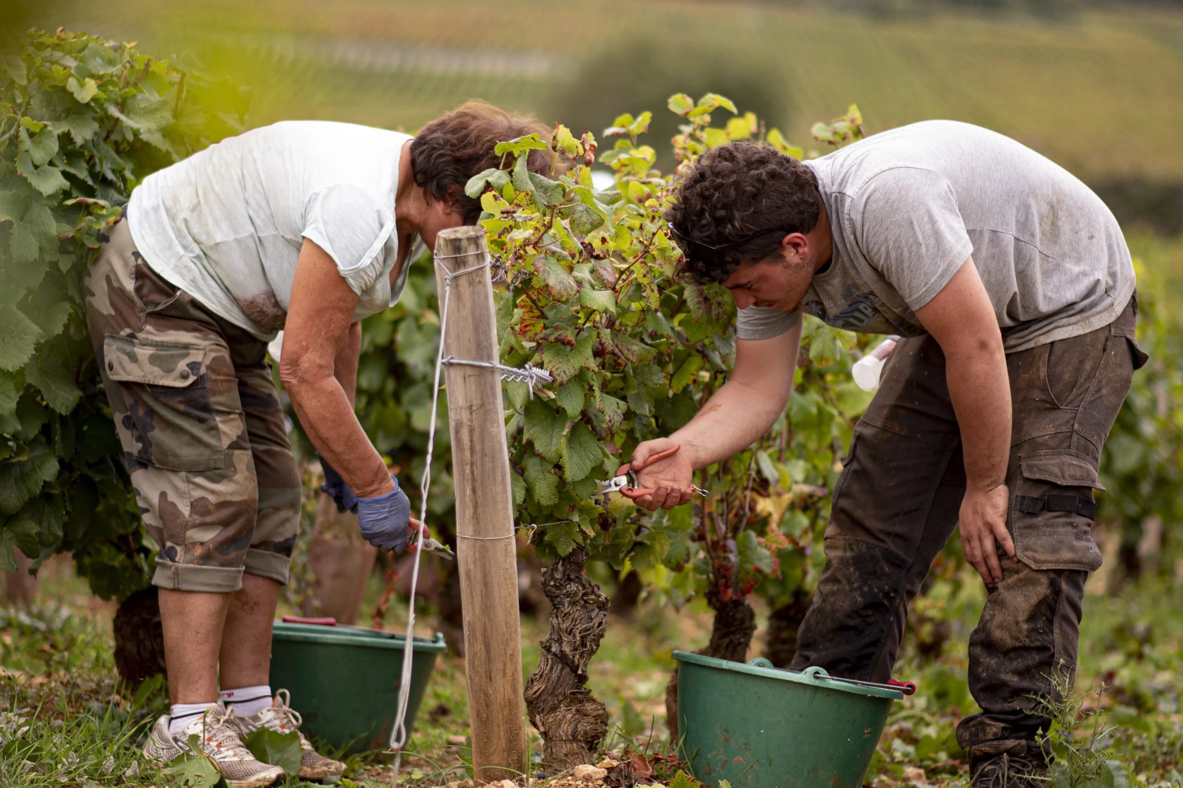 Domaine Michel Noellat
