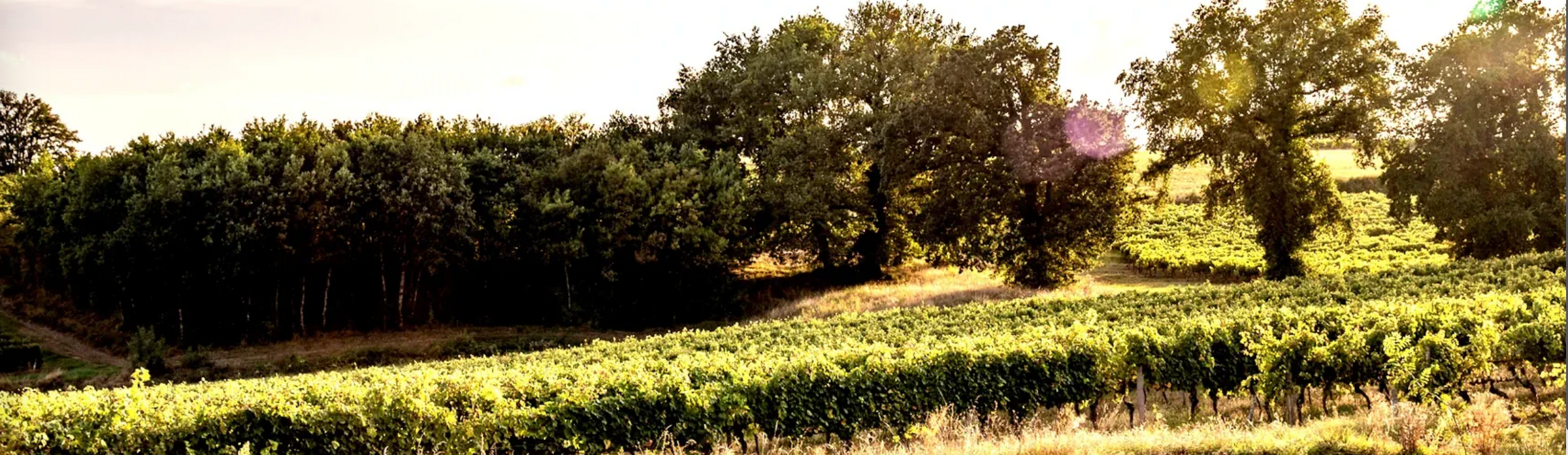 Domaine Guillaman