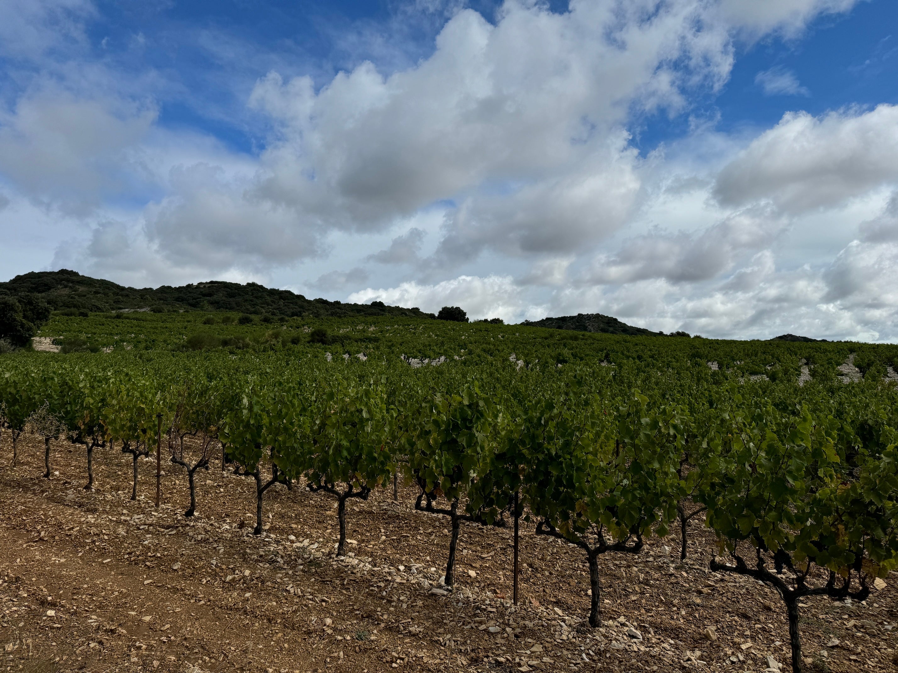 Rhone