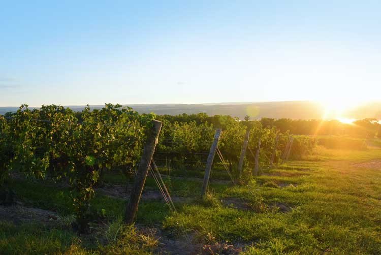 Lamoreaux Landing Wine Cellars