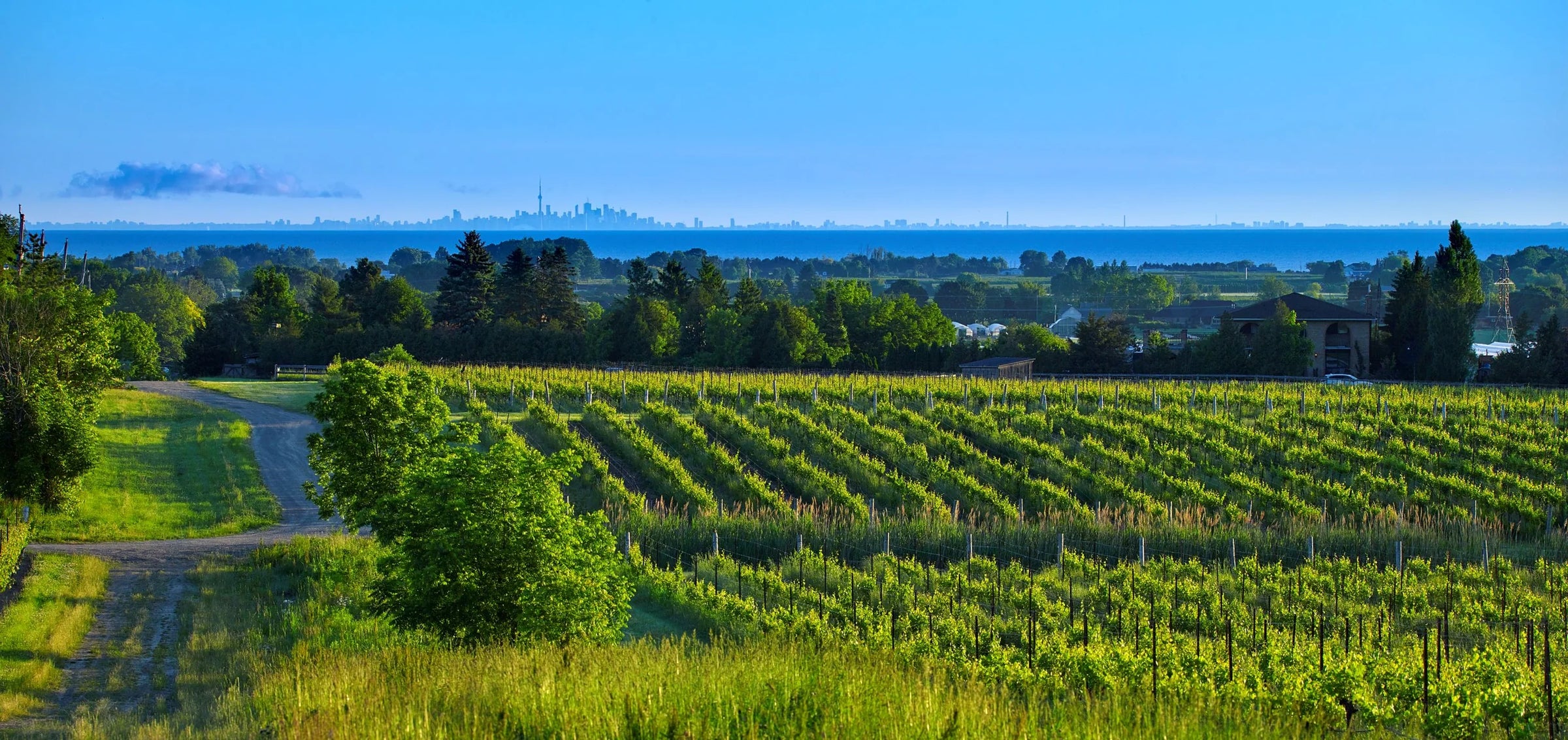 Westcott Vineyards