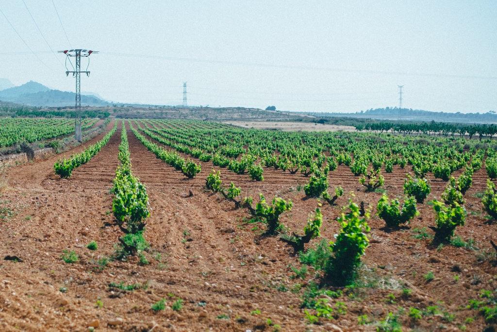 Bodegas Arloren