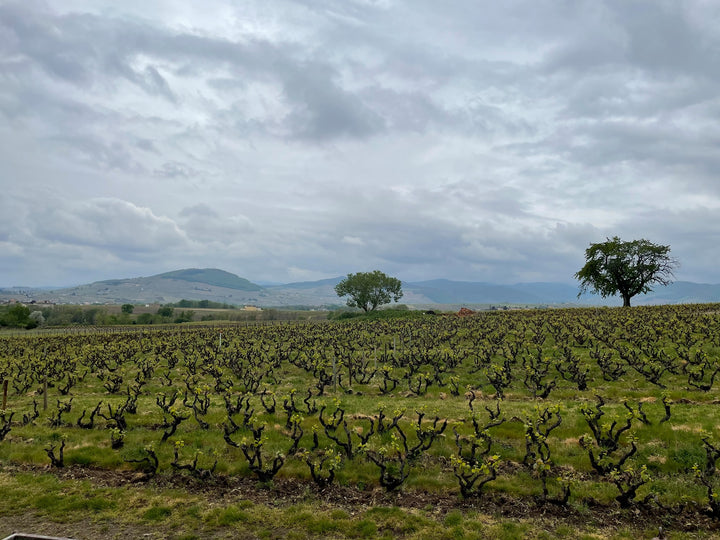 Domaine Laurent Gauthier Morgon 'Grand Cras'