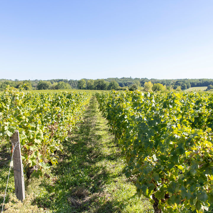 Complices de Loire Le Vent Mineral Vouvray