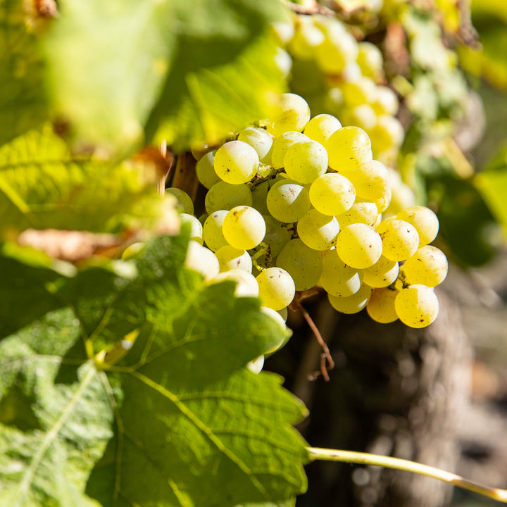 Complices de Loire Le Vent Mineral Vouvray
