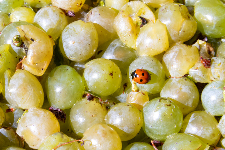 Complices de Loire Le Vent Mineral Vouvray