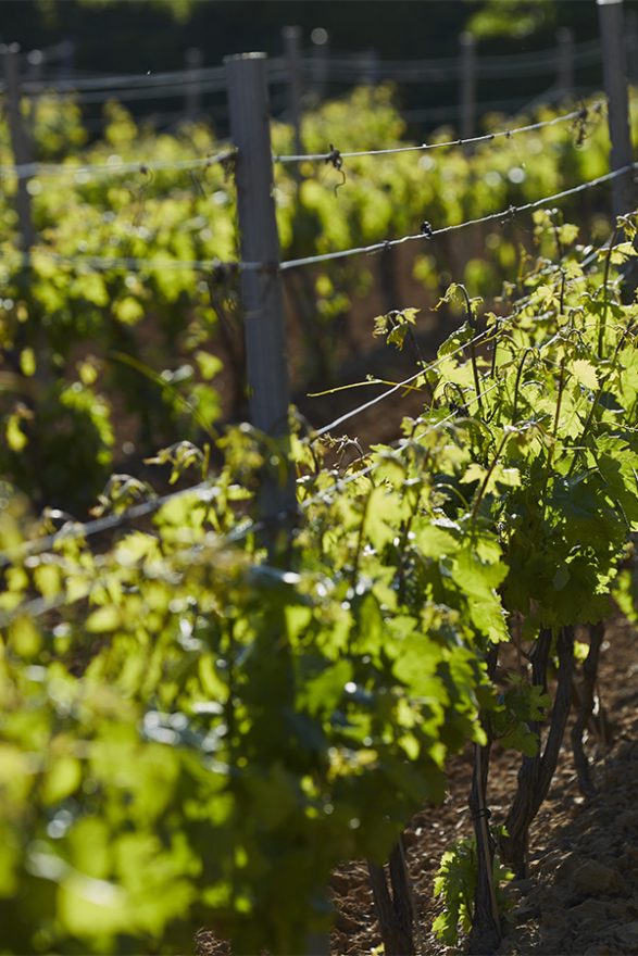 Bodegas Pascual Larrieta Rioja Alavesa Argia