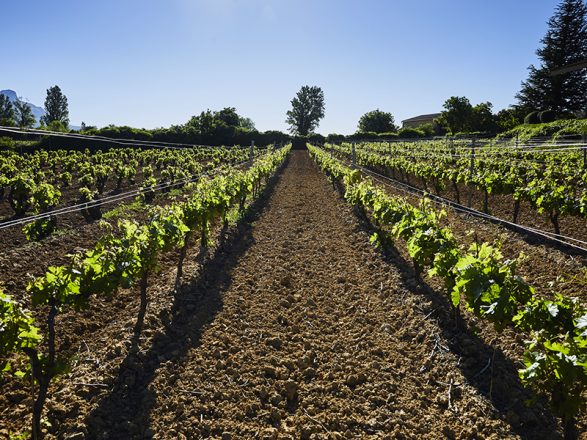 Bodegas Pascual Larrieta Rioja Alavesa Argia