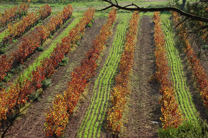 Chateau Paquette Angelico Rose