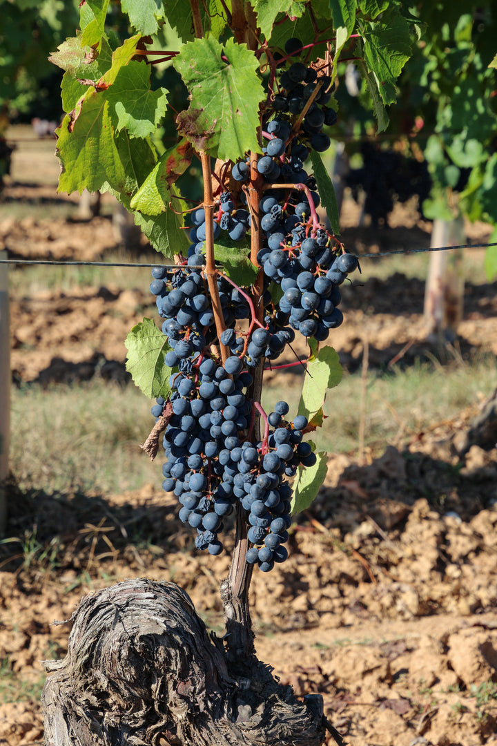 Chateau Famaey Cuvee X Cahors