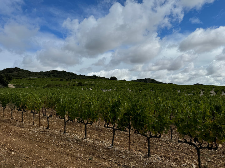 Dauvergne et Ranvier Ardeche Syrah Le Voisin d'en Face