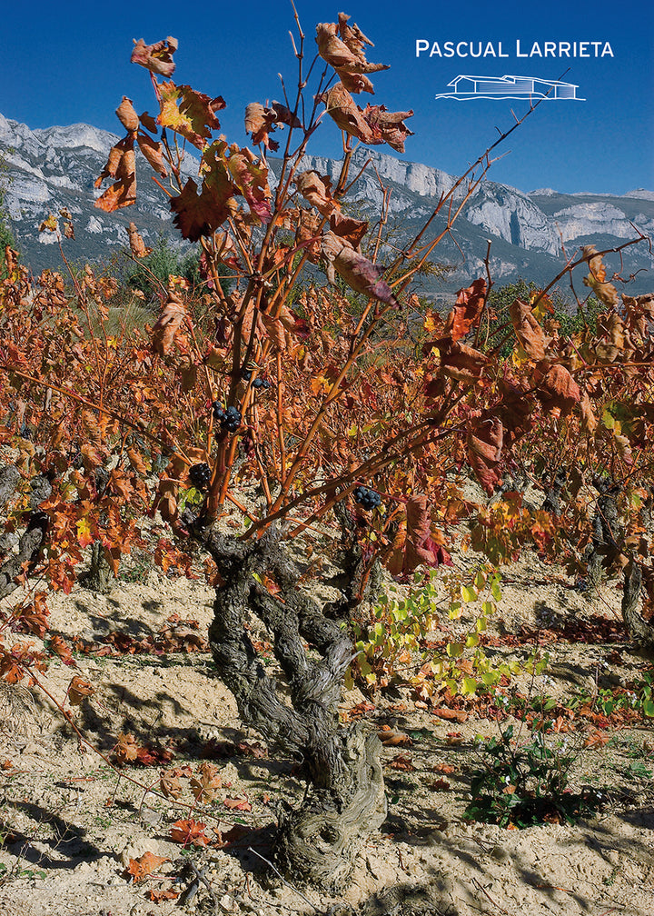Bodegas Pascual Larrieta Rioja Alavesa Argia