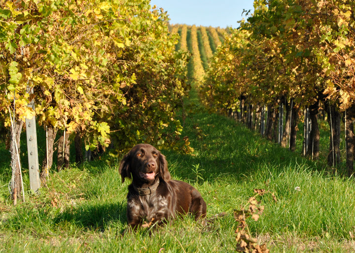 Weingut R&A Pfaffl SONNE Riesling