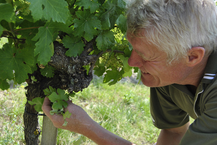 Weingut R&A Pfaffl SONNE Riesling