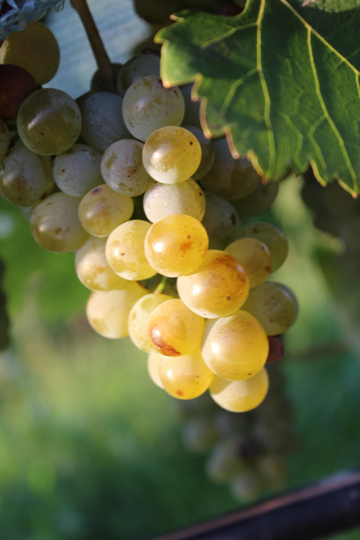 Weingut R&A Pfaffl SONNE Riesling