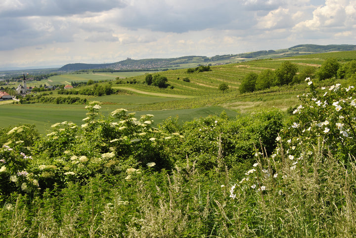 Weingut R&A Pfaffl SONNE Riesling