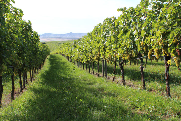 Weingut R&A Pfaffl SONNE Riesling