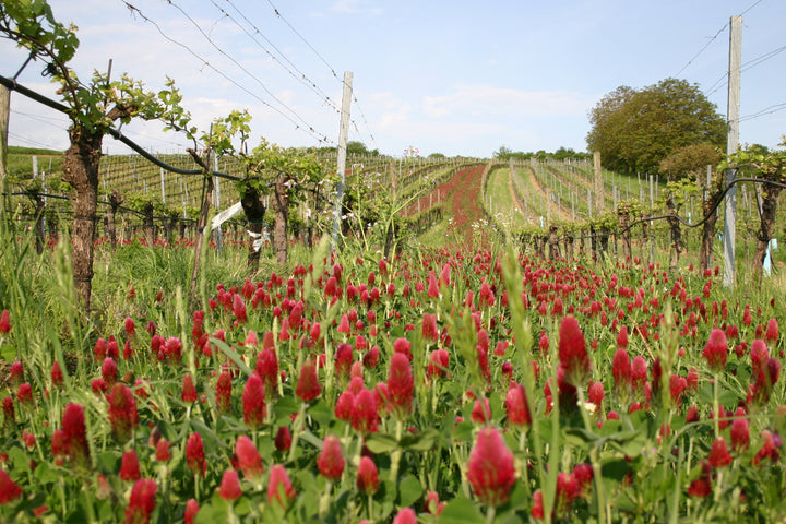 Weingut R&A Pfaffl SONNE Riesling