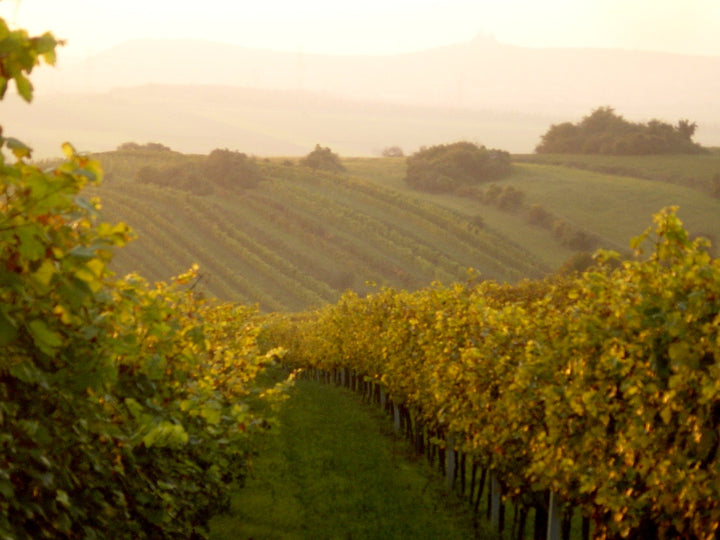 Weingut R&A Pfaffl SONNE Riesling