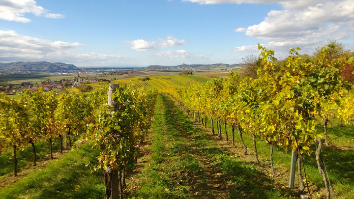 Weingut R&A Pfaffl SONNE Riesling