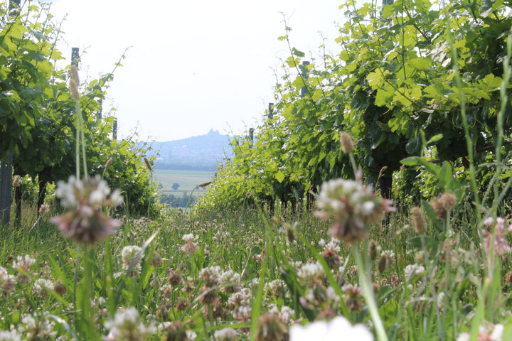 Weingut R&A Pfaffl SONNE Riesling