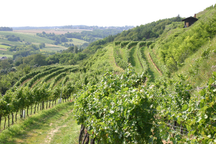 Weingut R&A Pfaffl SONNE Riesling