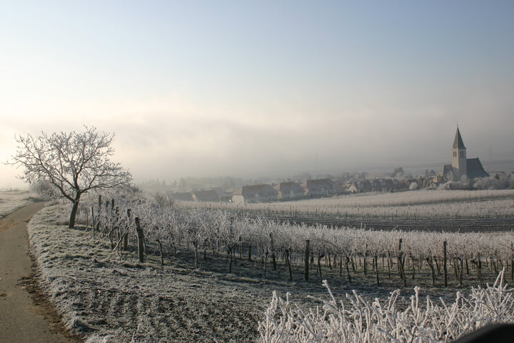 Weingut R&A Pfaffl SONNE Riesling