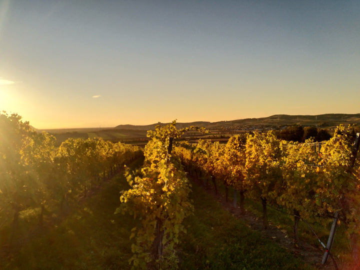 Weingut R&A Pfaffl SONNE Riesling