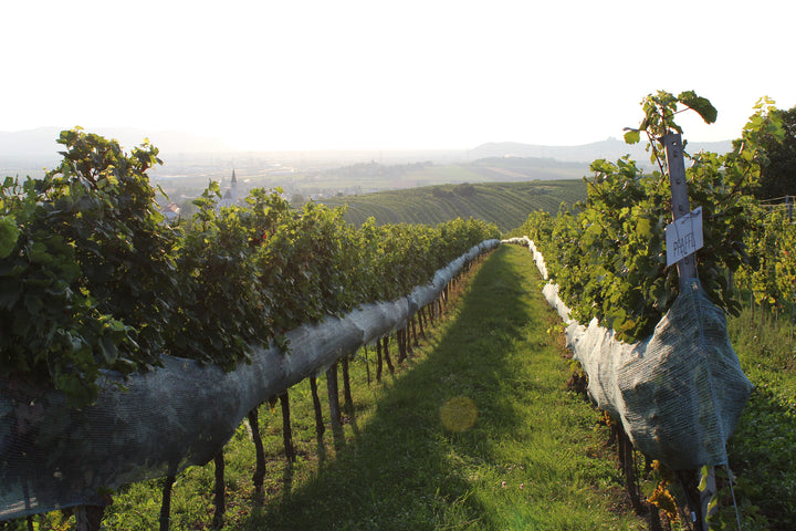 Weingut R&A Pfaffl SONNE Riesling