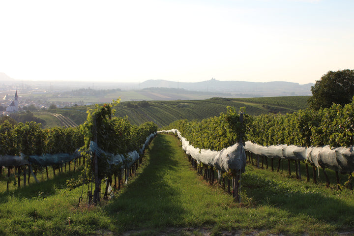 Weingut R&A Pfaffl SONNE Riesling