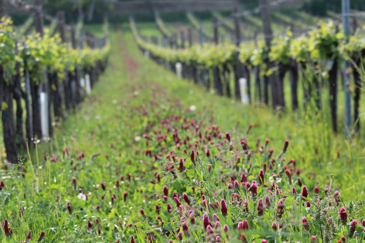 Weingut R&A Pfaffl SONNE Riesling