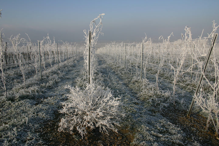 Weingut R&A Pfaffl SONNE Riesling