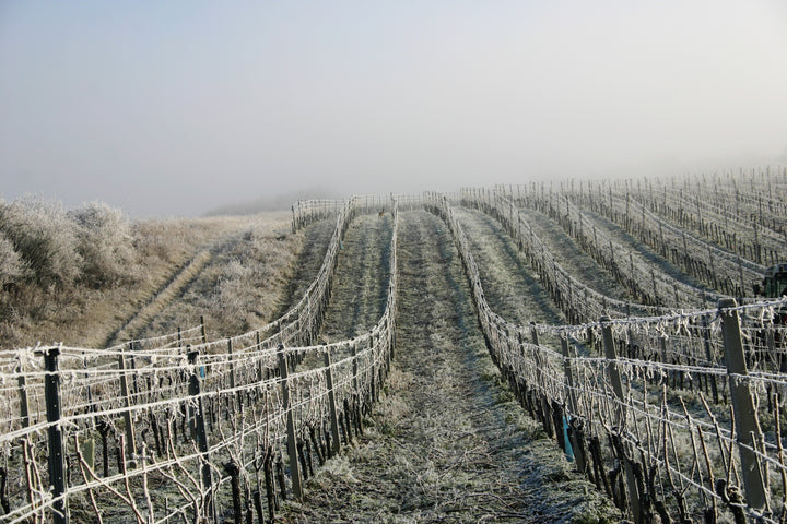 Weingut R&A Pfaffl SONNE Riesling