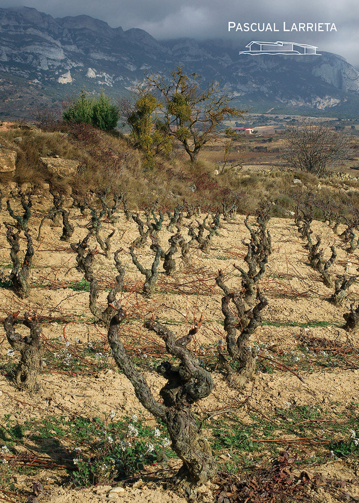 Bodegas Pascual Larrieta Rioja Alavesa Argia