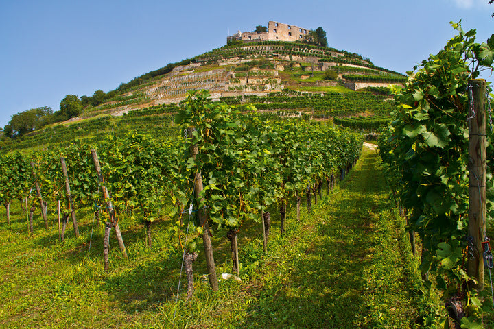 COMING SOON Weingut Fritz Waßmer Spätsburgunder M
