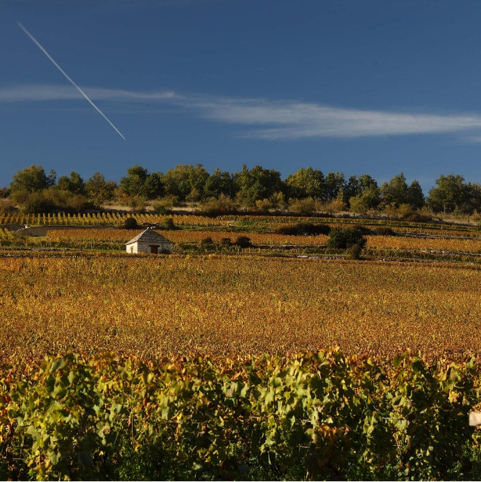 Domaine Lamy-Pillot Chassagne-Montrachet 'Pot Bois'