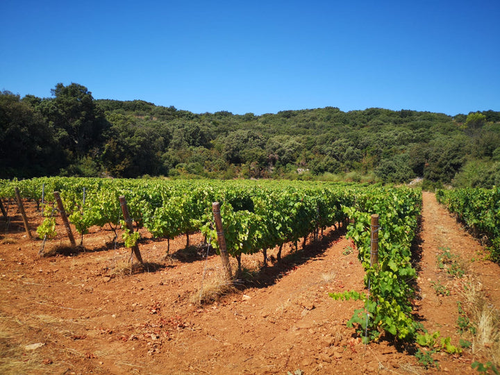 Dauvergne et Ranvier Ardeche Syrah Le Voisin d'en Face
