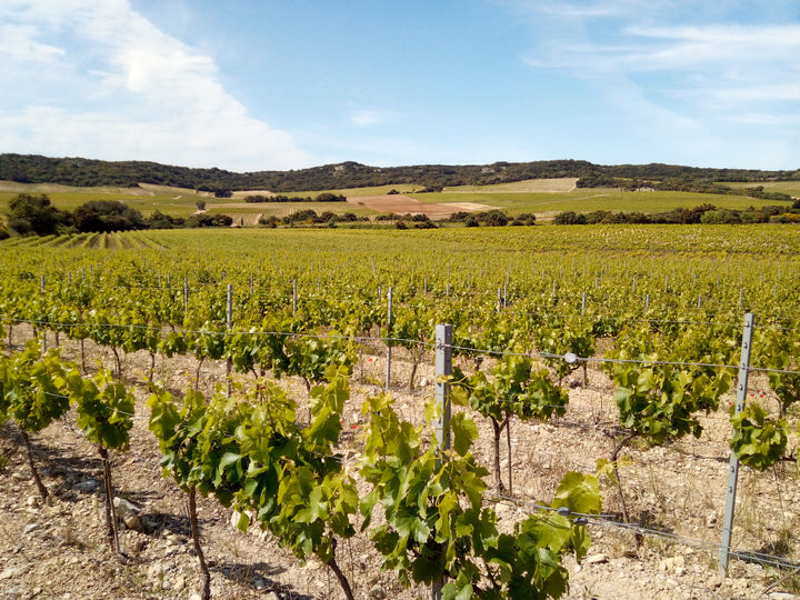 Dauvergne et Ranvier Ardeche Syrah Le Voisin d'en Face