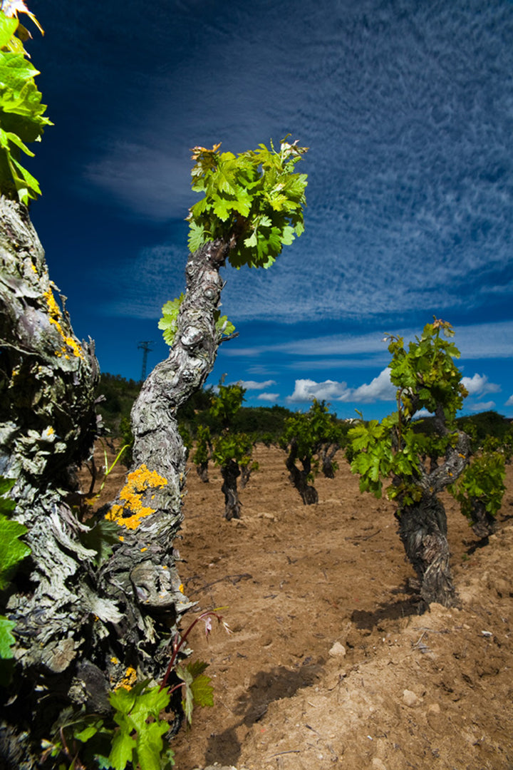 Bodegas Senoria de Arana  Viña del Oja Rioja Crianza
