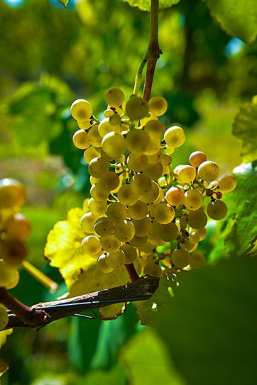 Château de Cabidos Cuvée Gaston Phoebus Sec