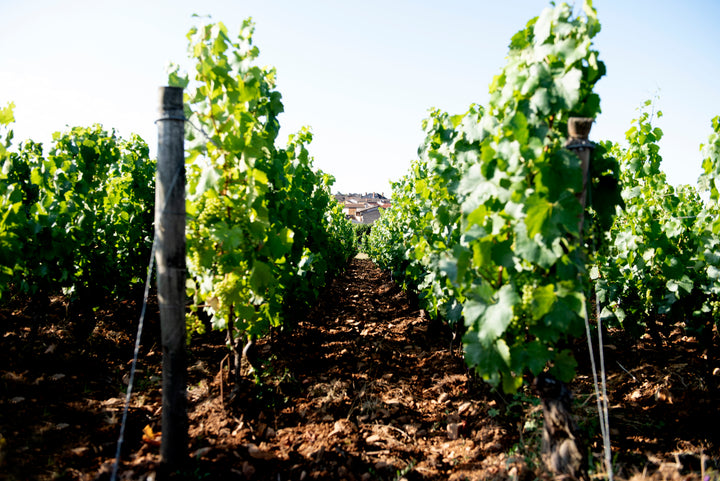 Domaine de la Creuze Noire Saint-Amour 'Belle Vue'