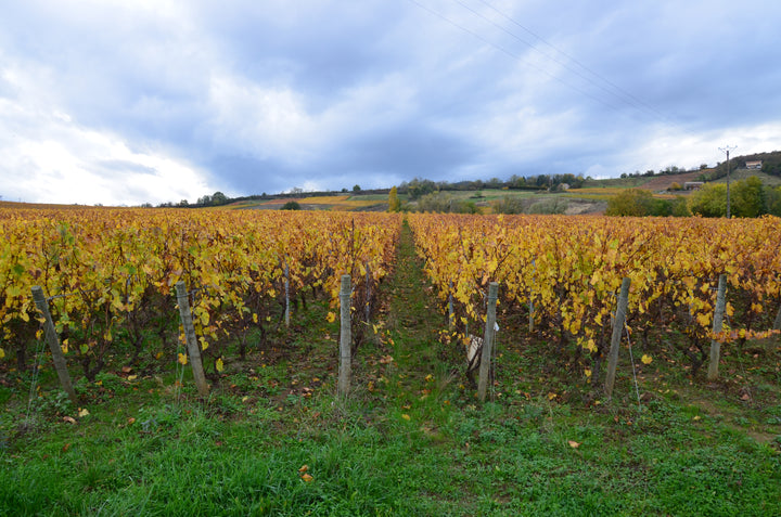 Domaine de la Creuze Noire Saint-Amour 'Belle Vue'