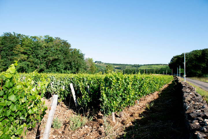 Domaine de la Creuze Noire Beaujolais Blanc 'La Perle Blanche'